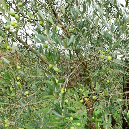 Semesterbostad Nature Getaway In Passignano *